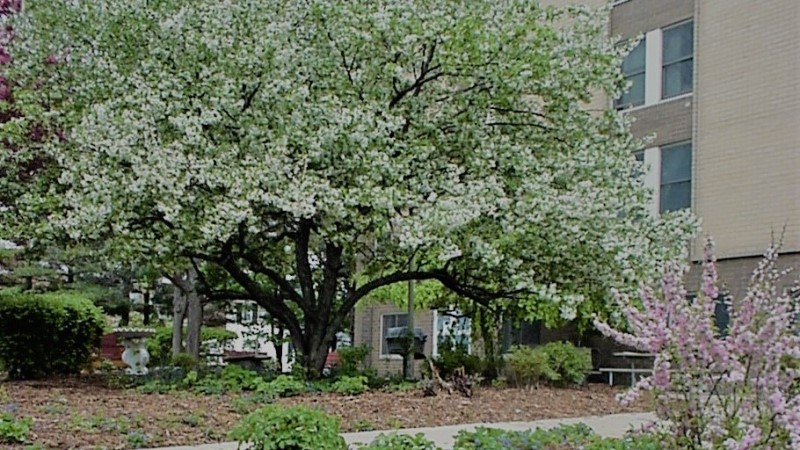 Trees at Cherry Hill Manor